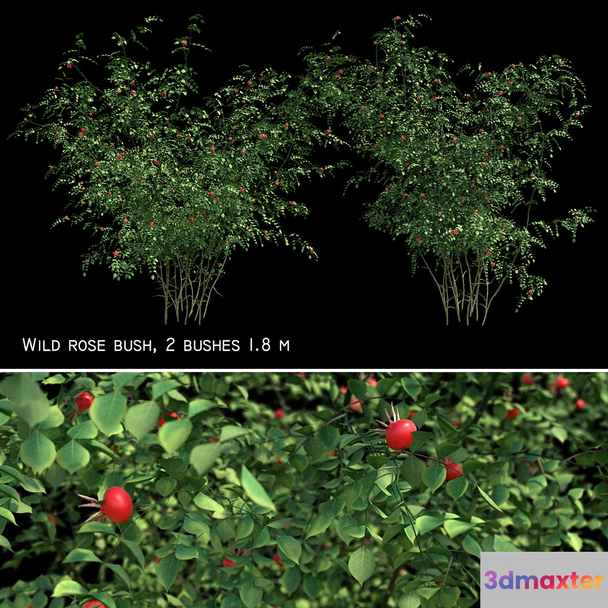 Rosehip 2 bush 3D Max