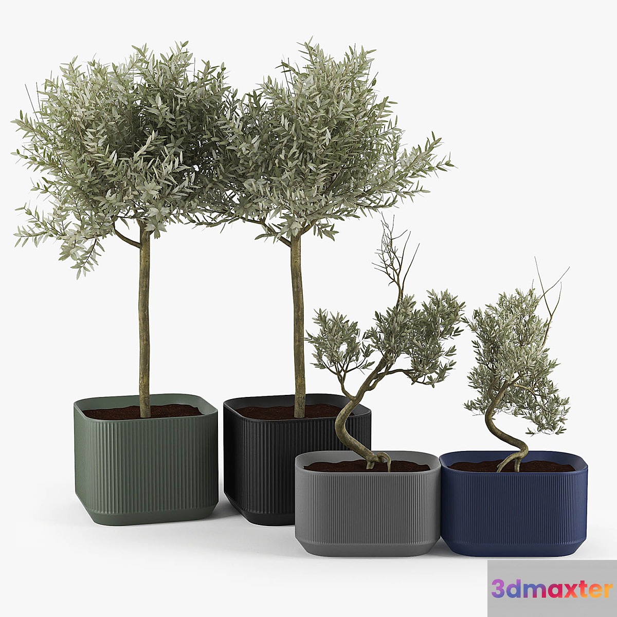 Urbilis Olive Tree 3D Max
