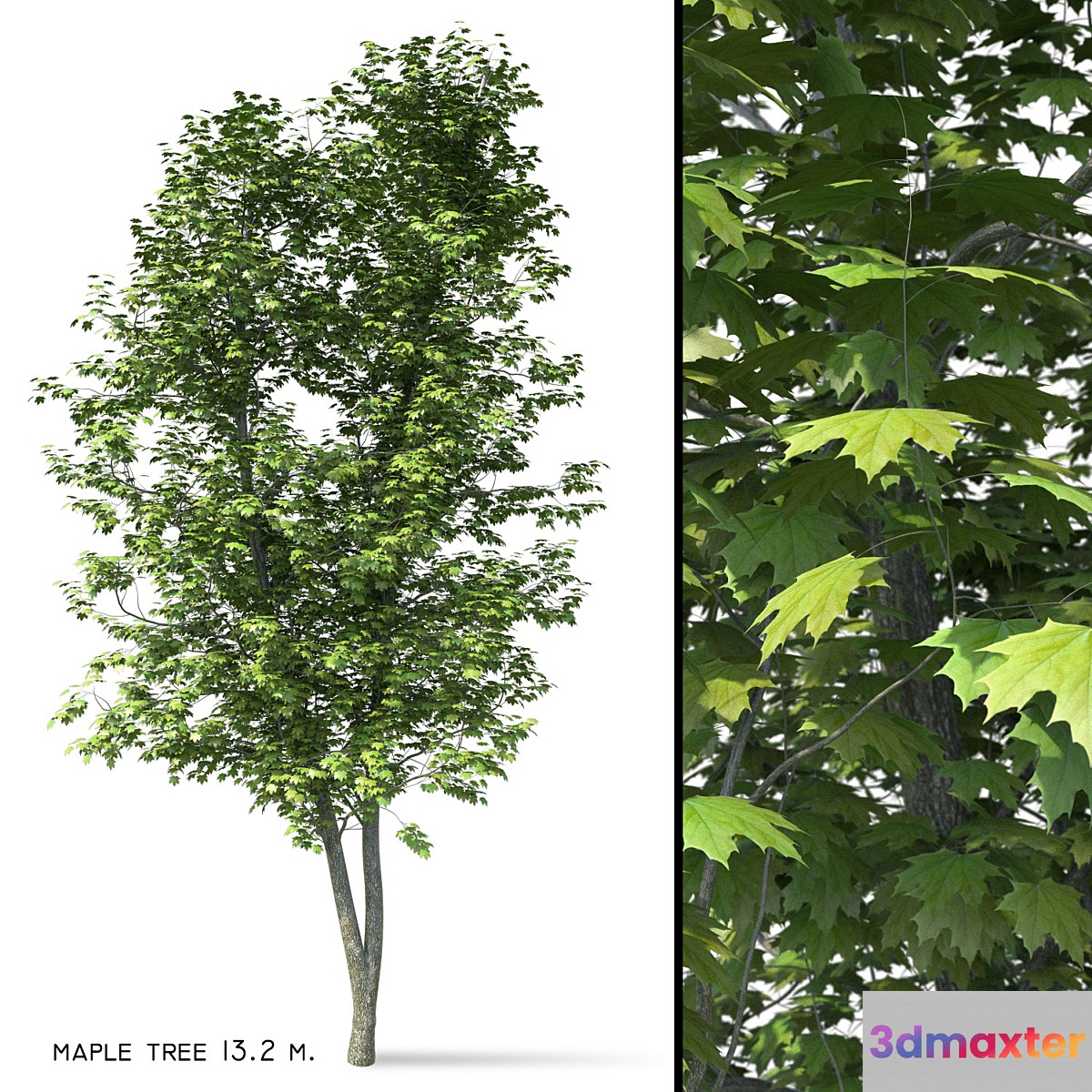Maple (Ácer platanoídes) 13 meters 3D Max