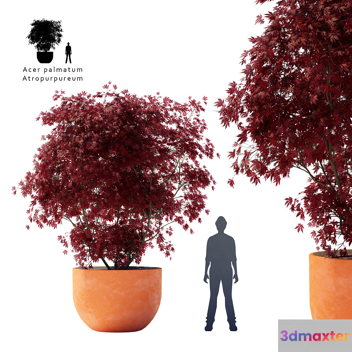 Palm maple | Acer palmatum atropurpureum 3D Max