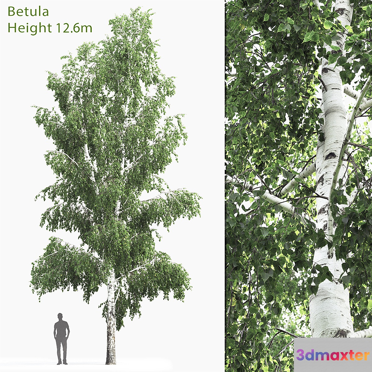 Betula # 4 (12.6m) 3D Max