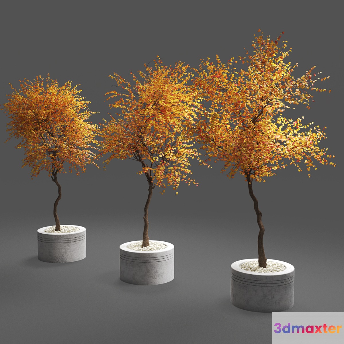 autumn trees 3D Max