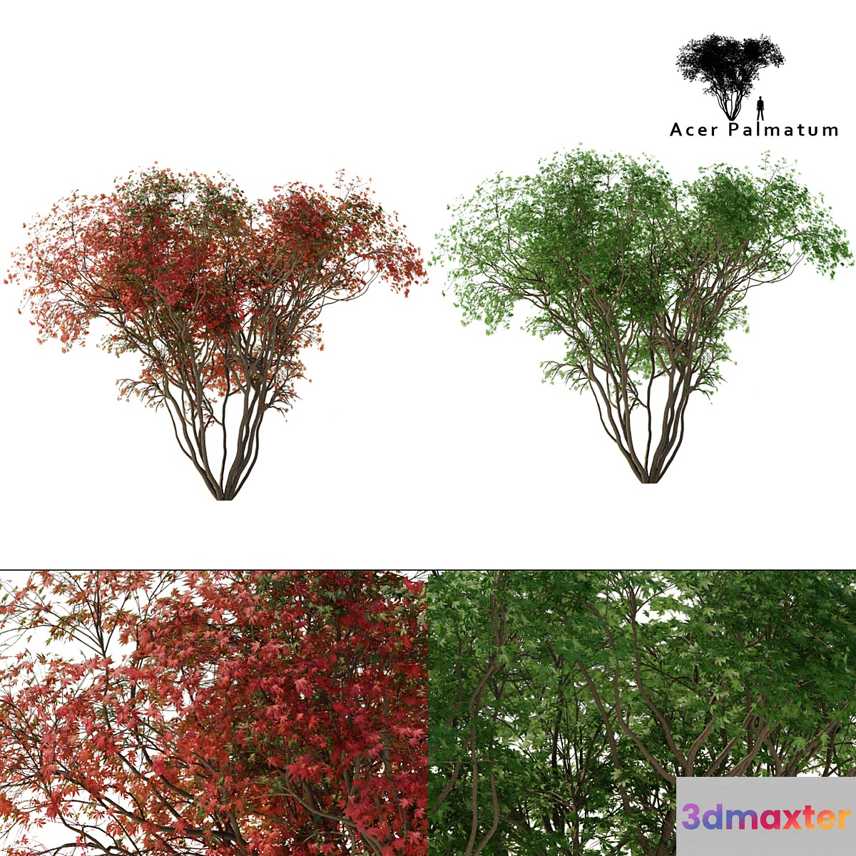 Japanese maple season 2 | Acer palmatum tree 3D Max