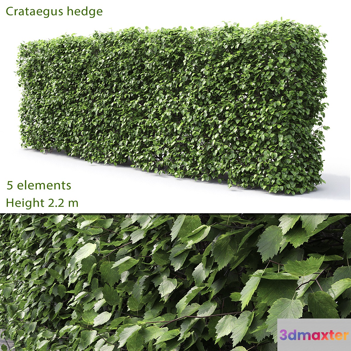 Crataegus hedge (2.2m)