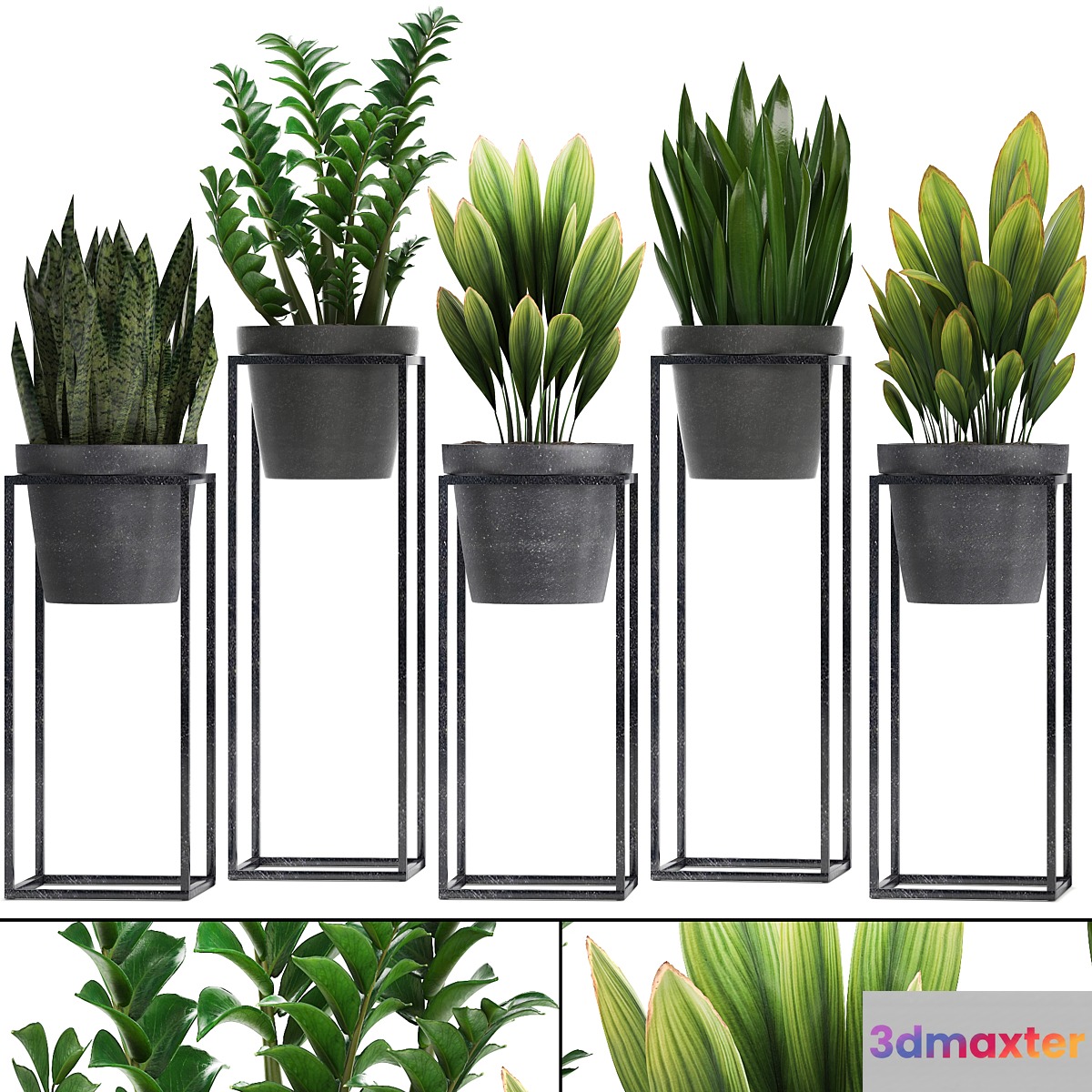 Plant collection 240. Shelf with flowers Zamioculcas sansevieria indoor plants pot stand