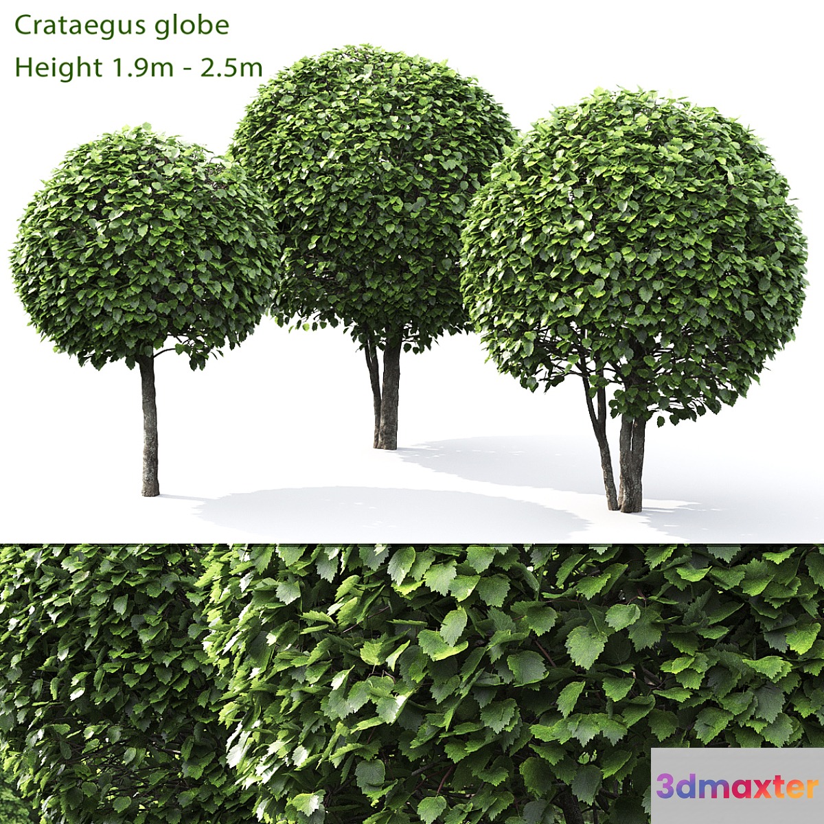 Crataegus globe # 1 - No.2