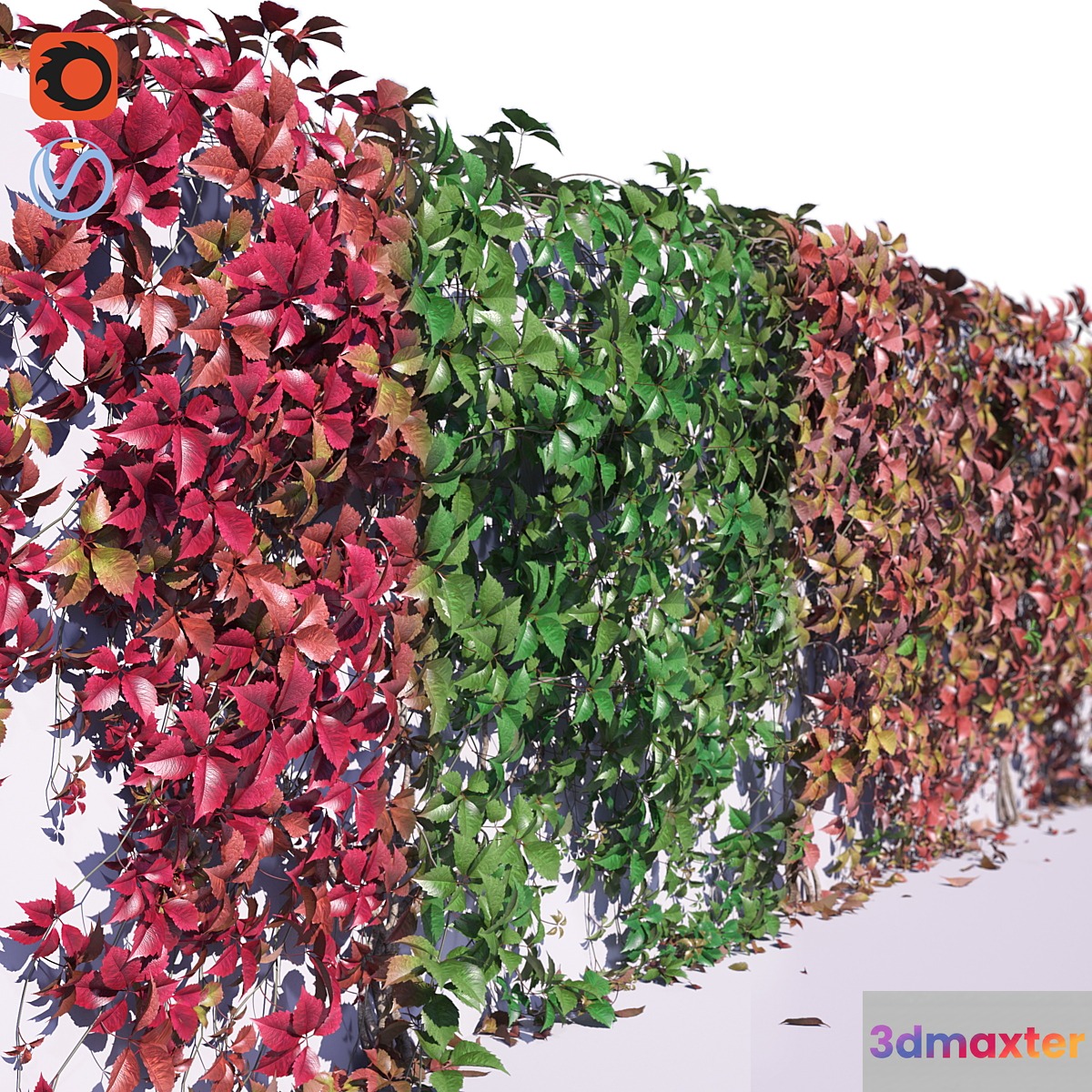Girlish grapes 3D Max