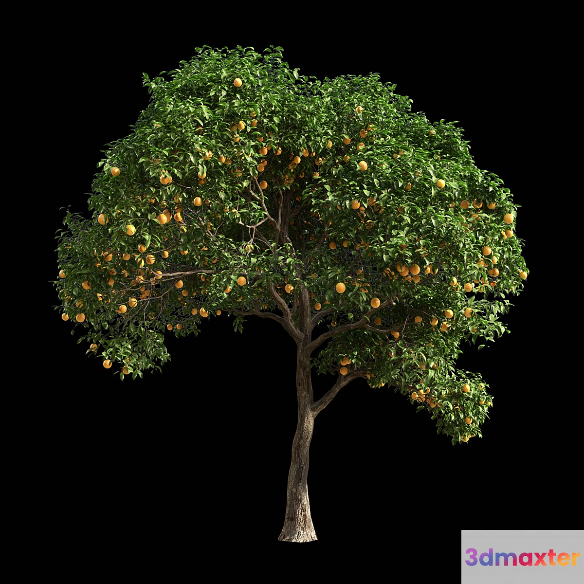 Orange Tree 1 3D Max