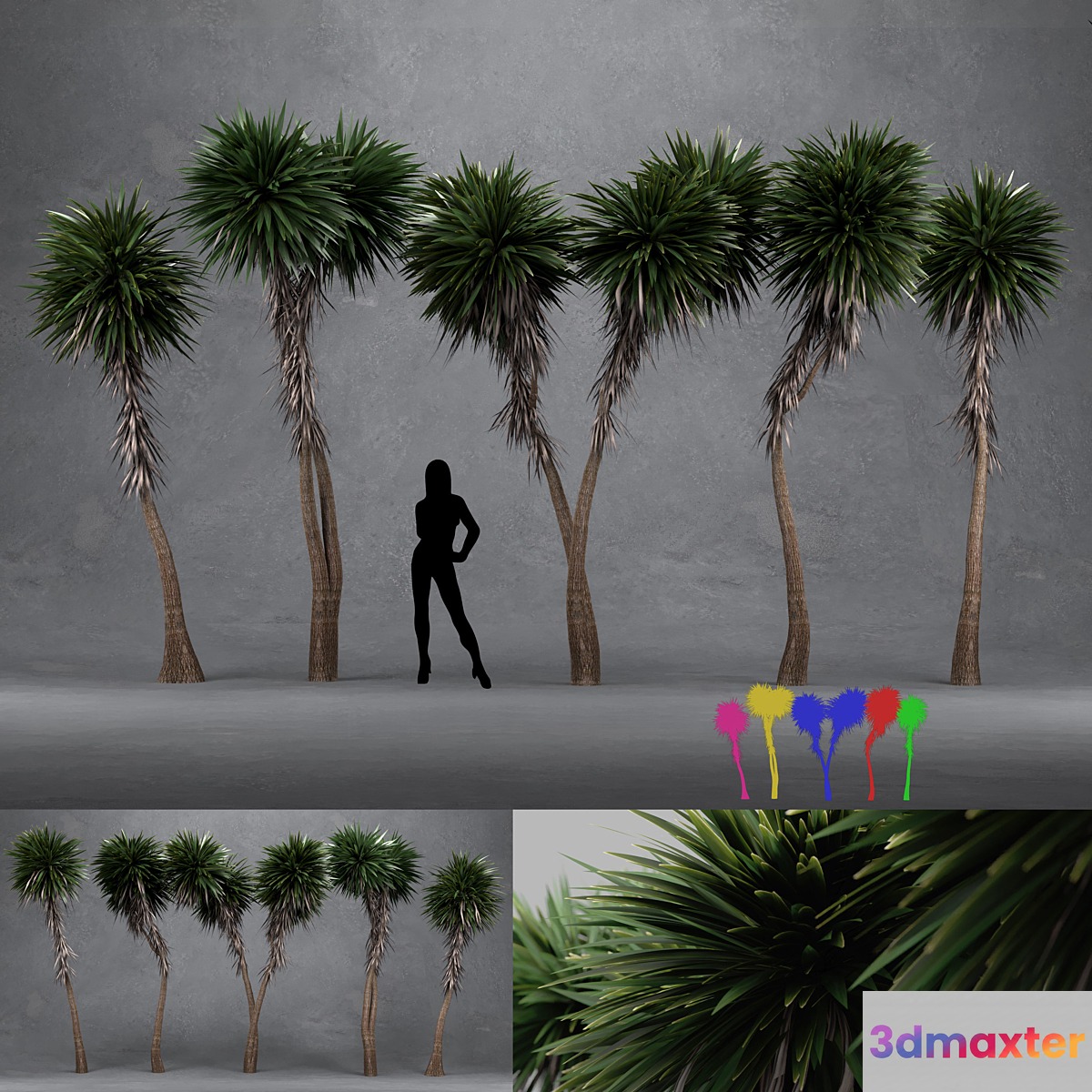 Cabbage Tree - Cordyline Australis - Large02 - No.2