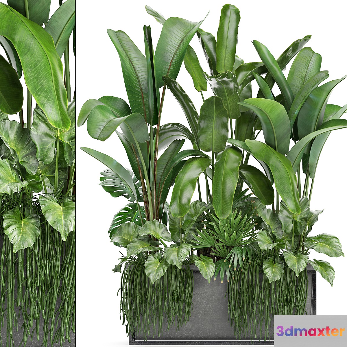Plant collection 243. Thickets bushes tropical banana strelitzia alocasia rapis Rhipsalis flowerpot strelitzia jungle bushes 3D Max