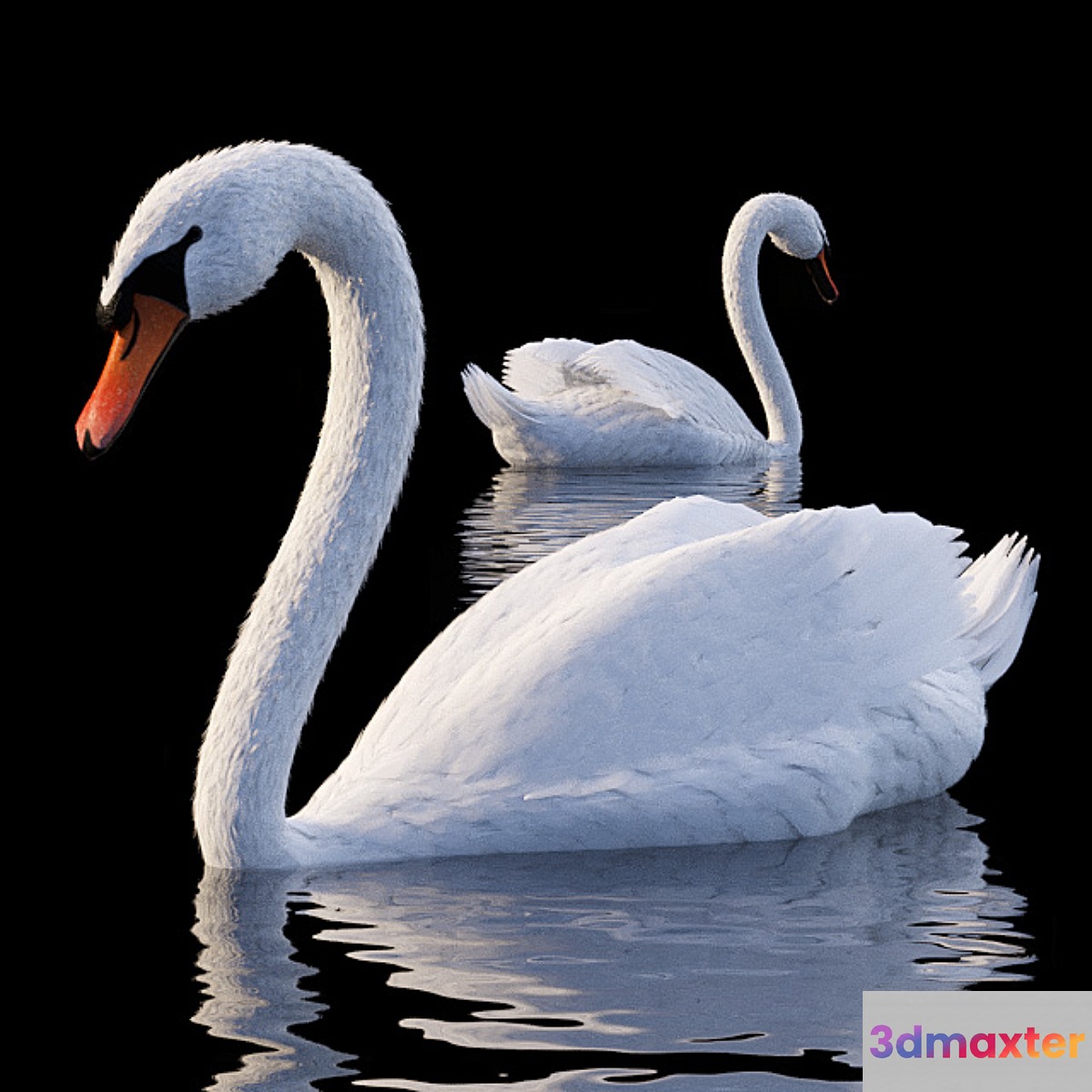 White Swan