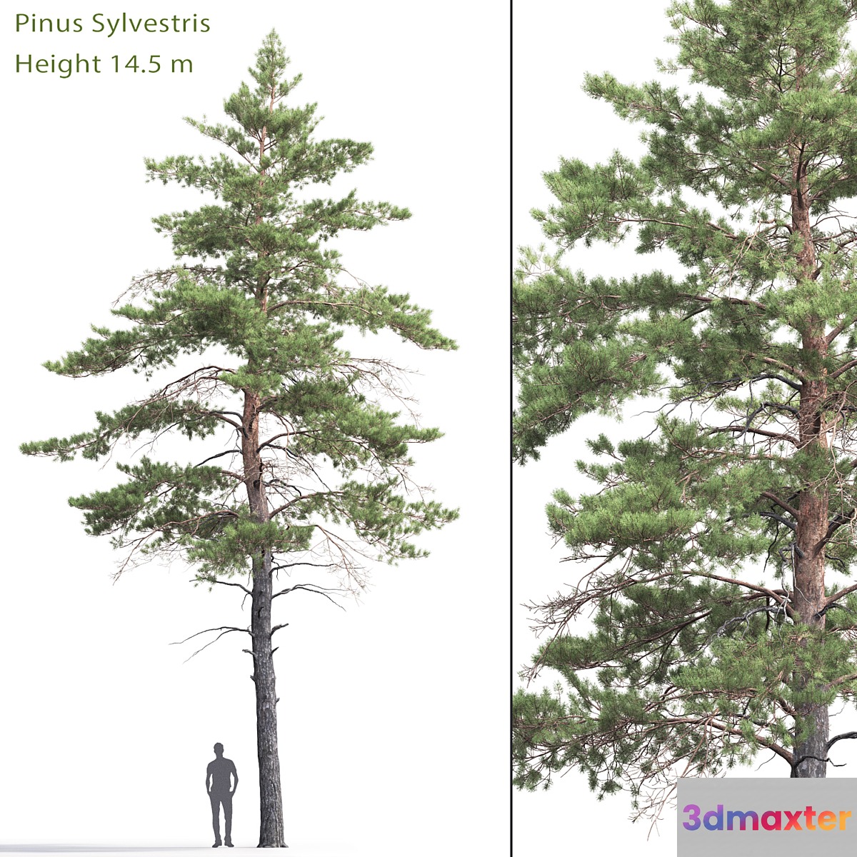 Pinus Sylvestris # 6 (14.5m)