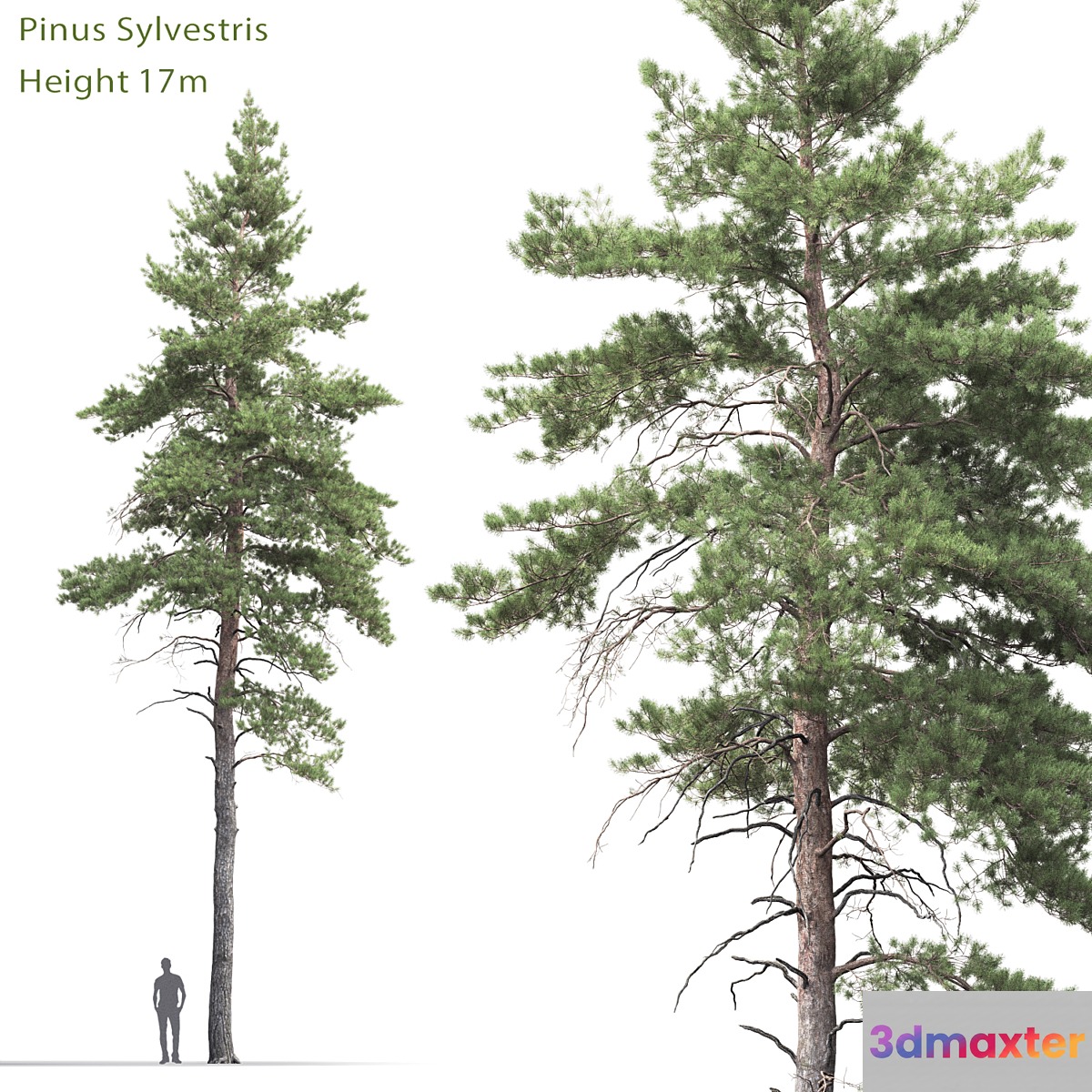 Pine - No.68