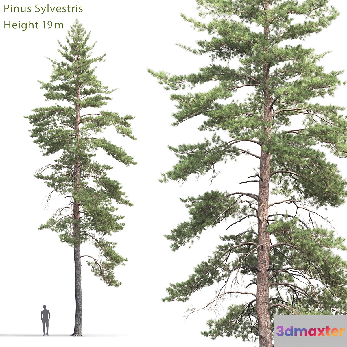 Pinus Sylvestris # 8 (19m) - No.2
