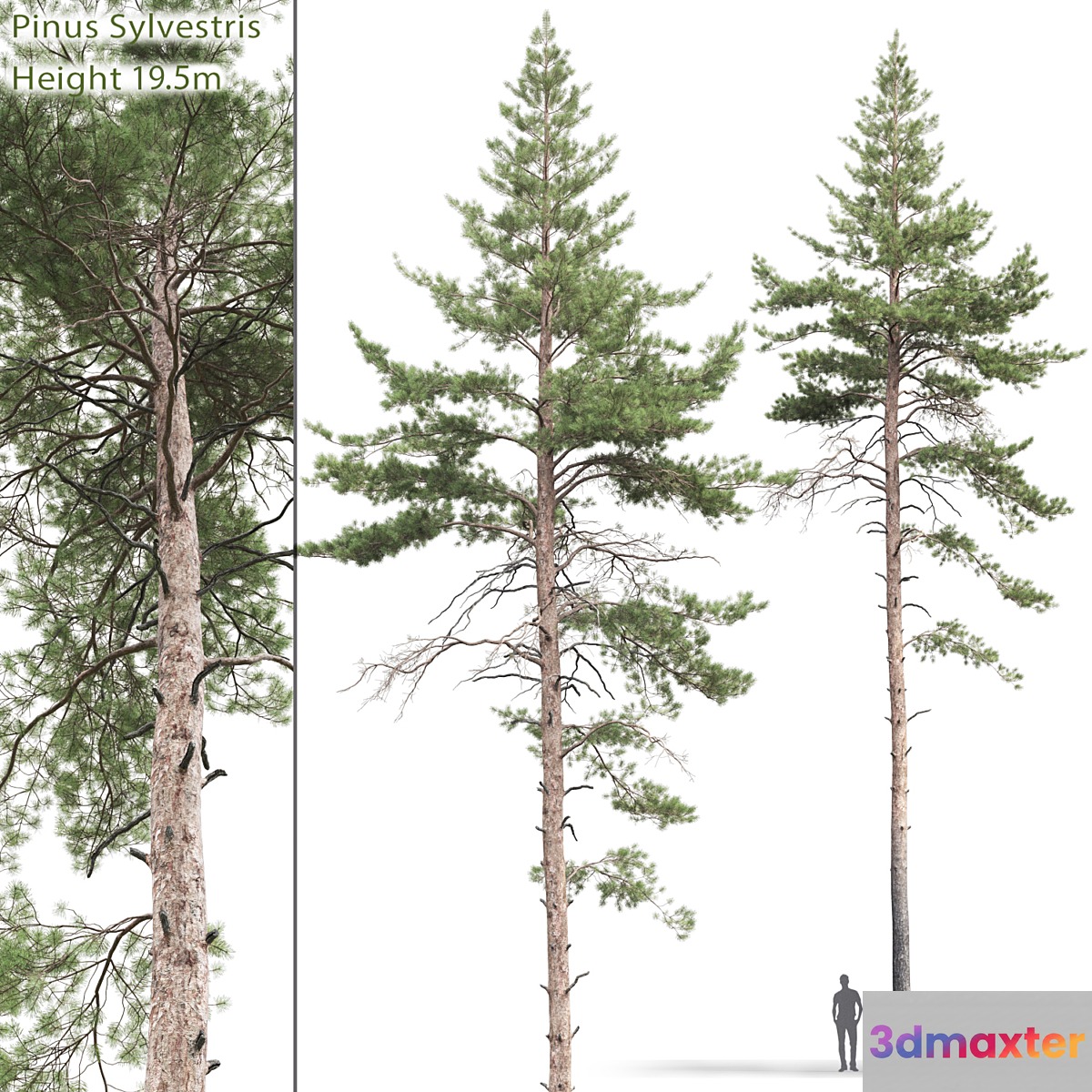 Pine - No.69