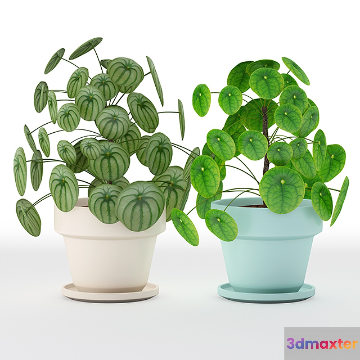 Pilea perperomioides - No.2