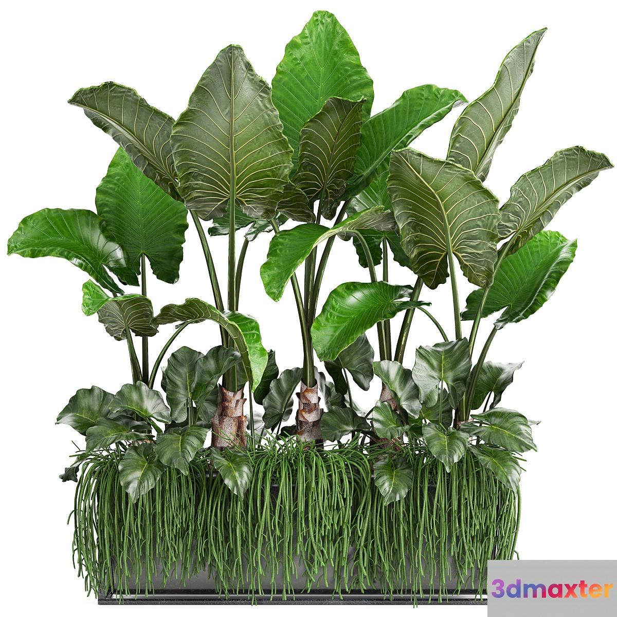Plant collection 248. Tropical bushes alocasia bushes succulents pot flowerpot Rhipsalis flowerpot strelitzia jungle bushes - No.2