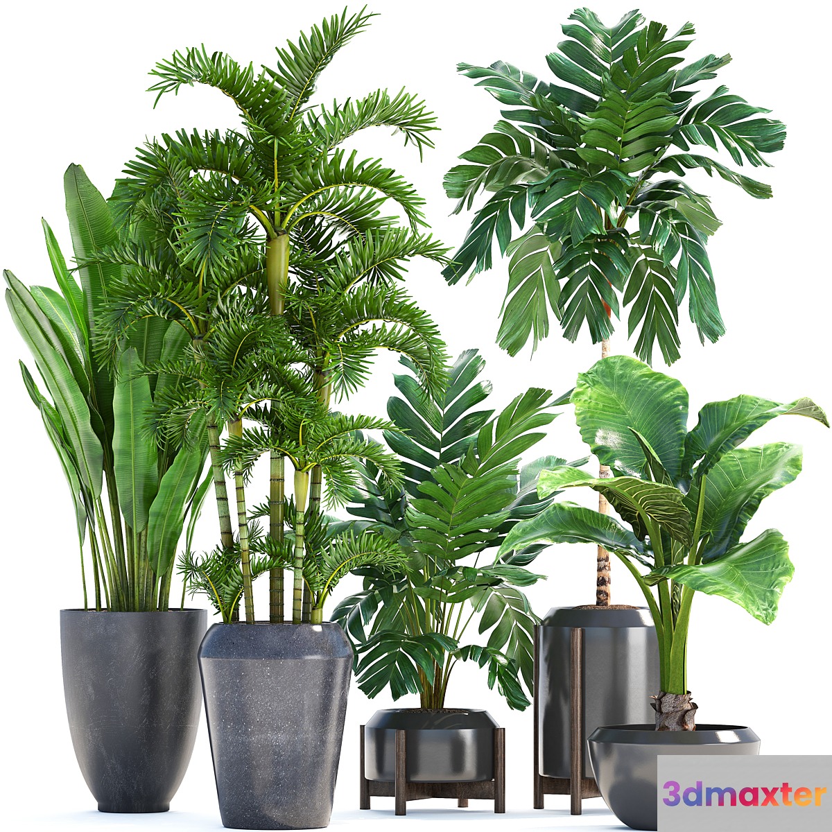 Collection of plants 250. Banana palm alocasia thickets Roystonea Hamedorea bushes exotic thickets tropical plants strelitzia 3D Max