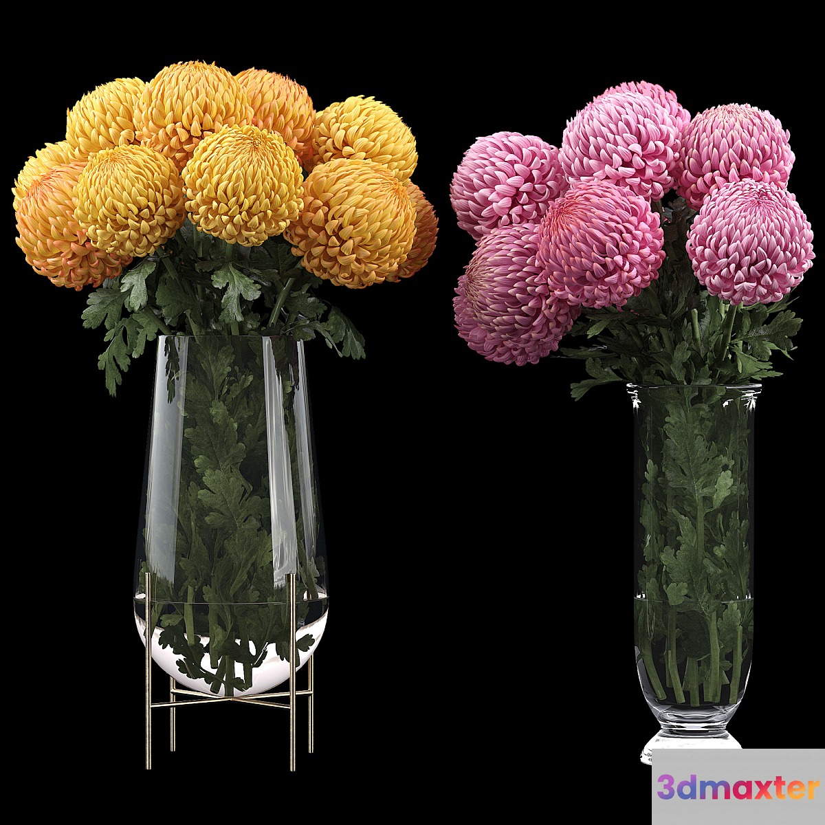 Chrysanthemum 2