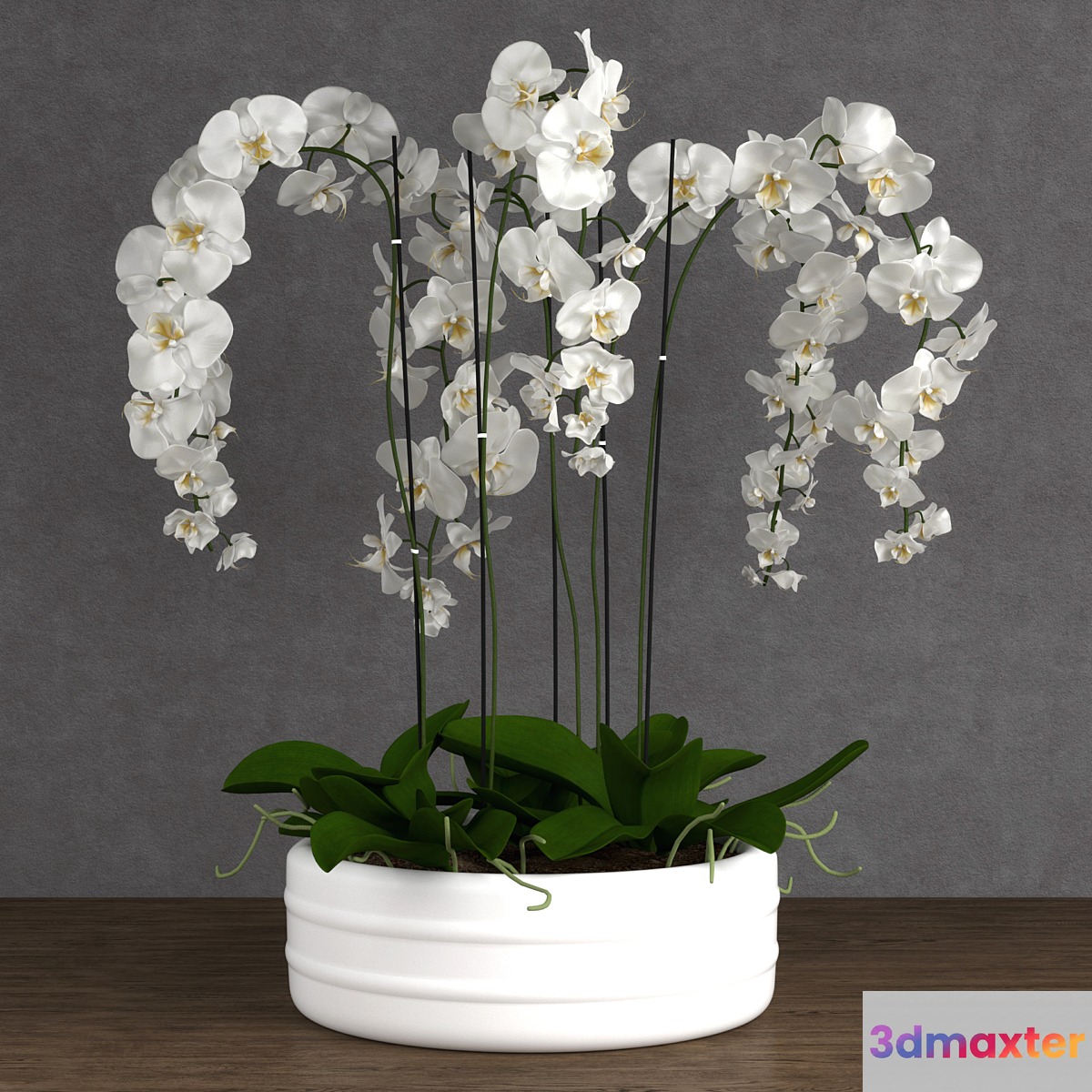 Orchid 6 3D Max