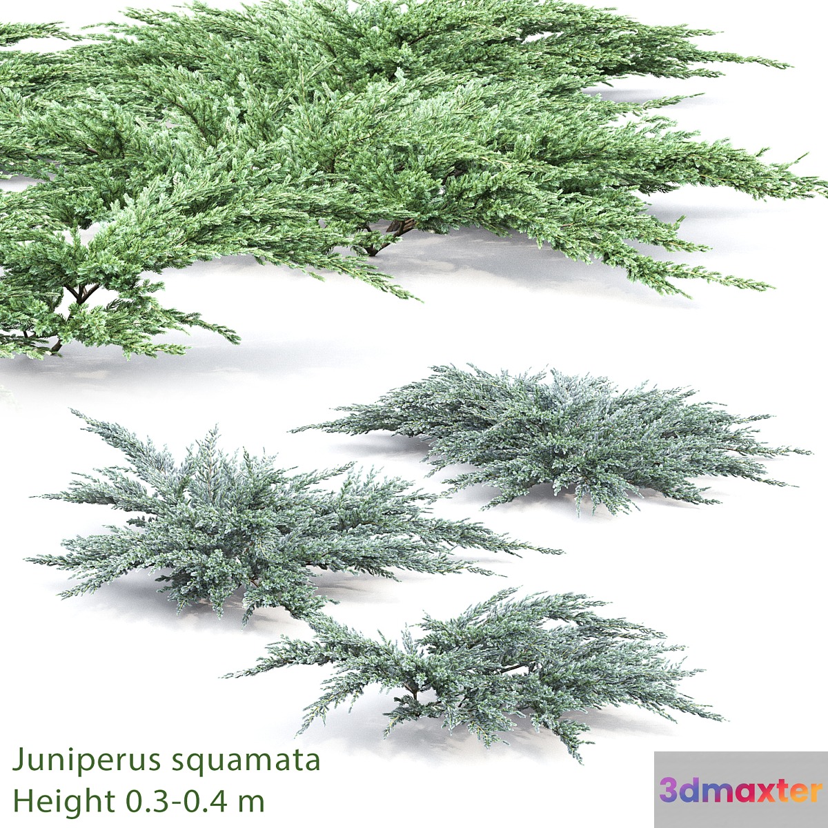 Juniperus squamata # 2