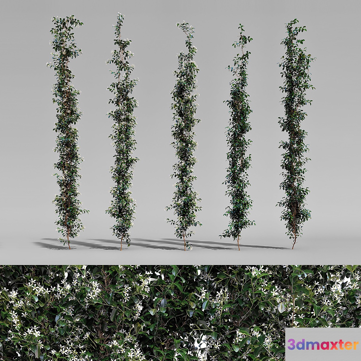 Creeper - Choisya Ternata - 5 Modular Pieces 3D Max