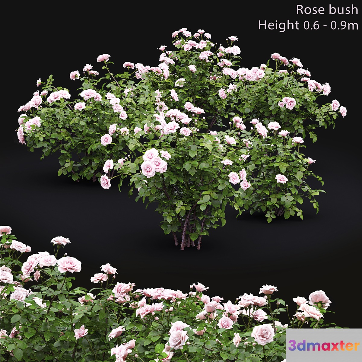 Rose 3D Max