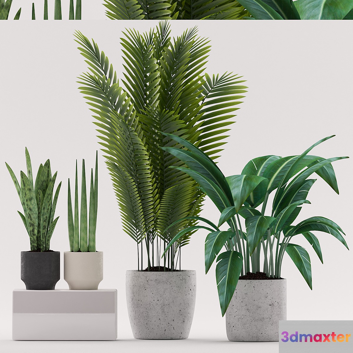 Plants 101 - No.2
