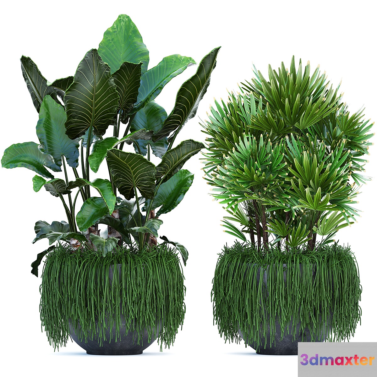 Plant collection 254. Tropical flowerbed rapis palm alocasia succulents hanging plants bushes thickets exotic Raphis palm 3D Max