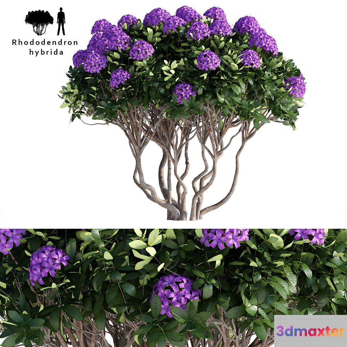 Rhododendron Hybrid | Rhododendron hybrida 3D Max