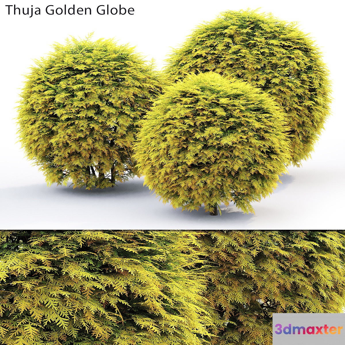 Thuja Golden Globe