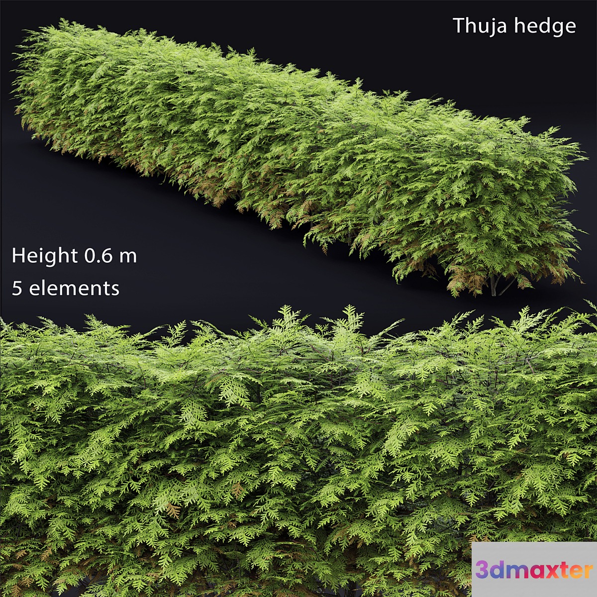 Thuja  hedge - No.3
