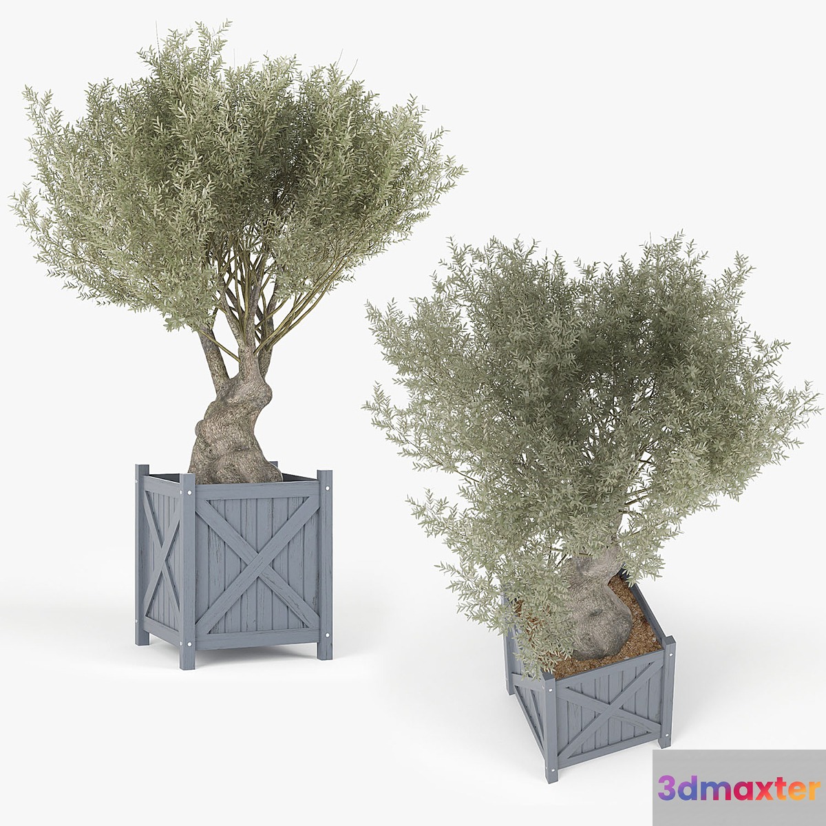 Olea europaea - No.2 3D Max