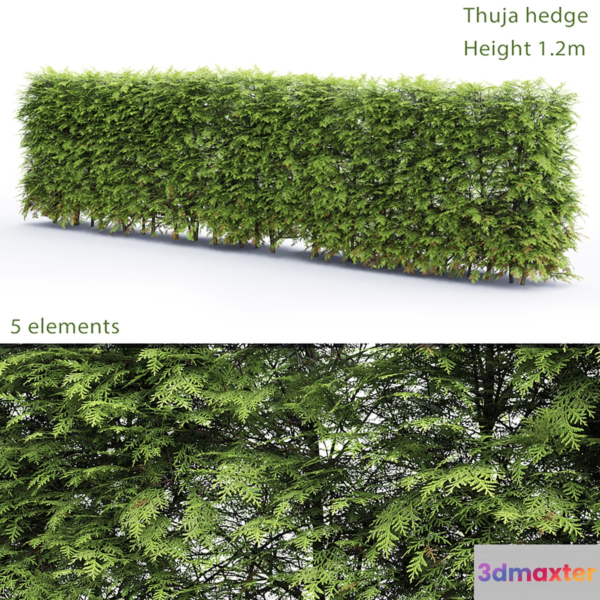 Thuja Hedge - No.6