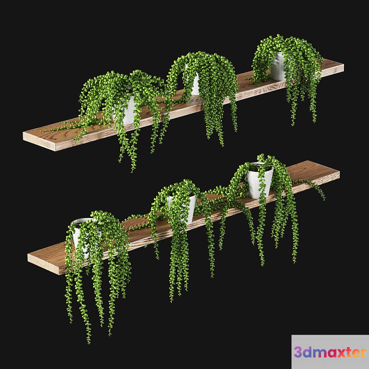 Succulents. Set of 6 models