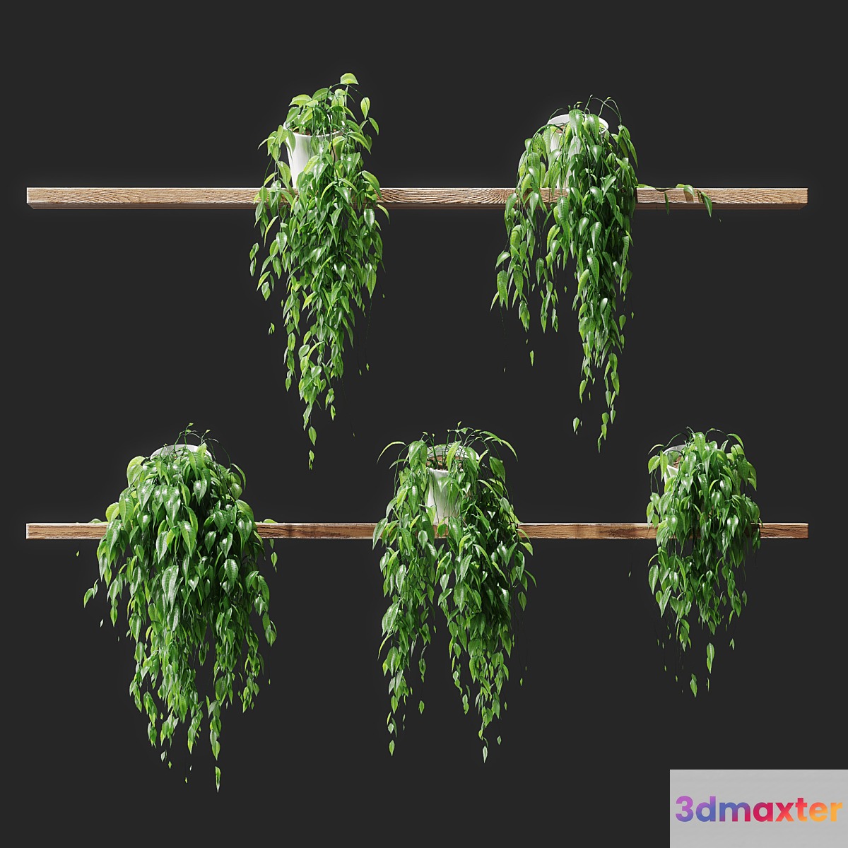 Potted plants on shelves - No.2