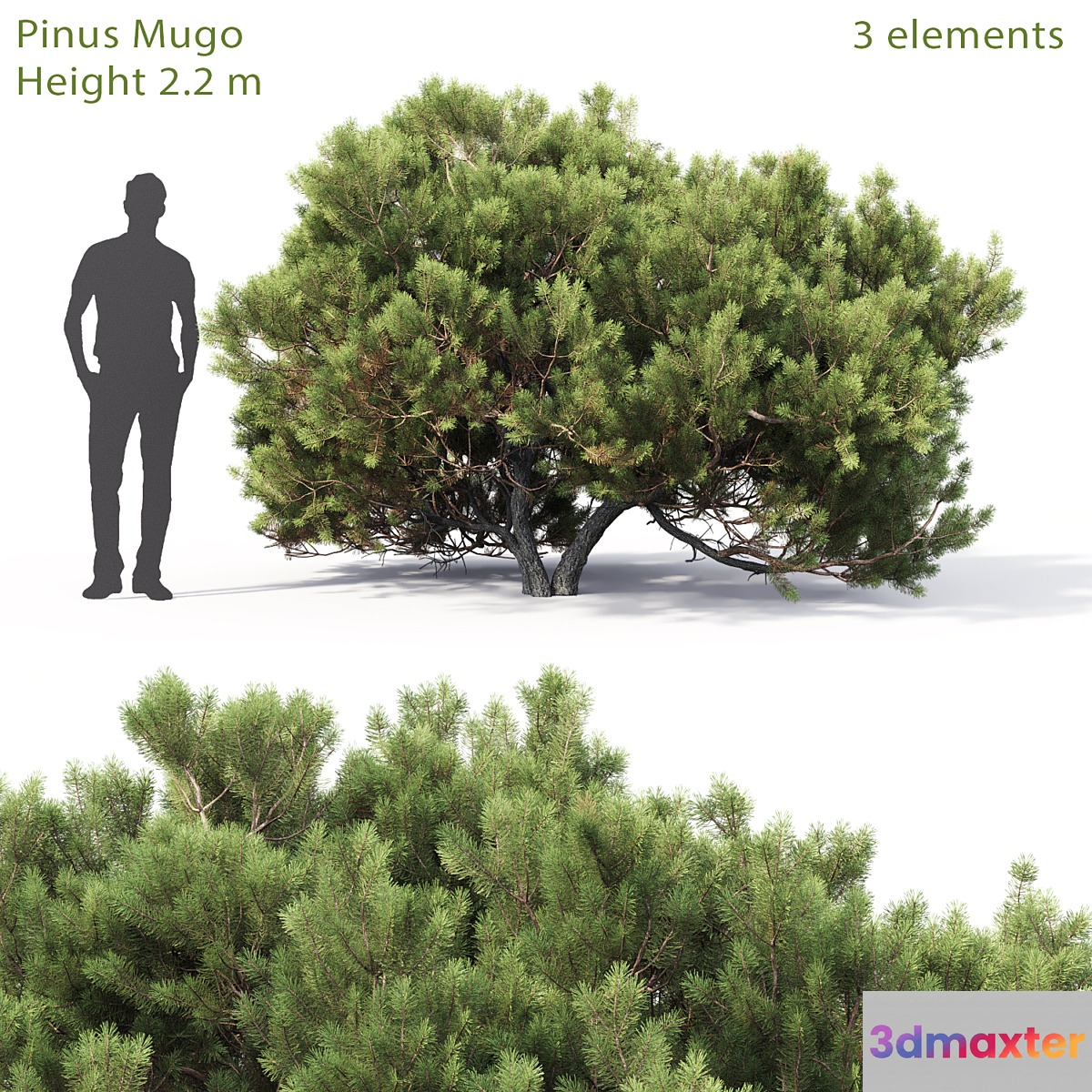 Pine - No.21