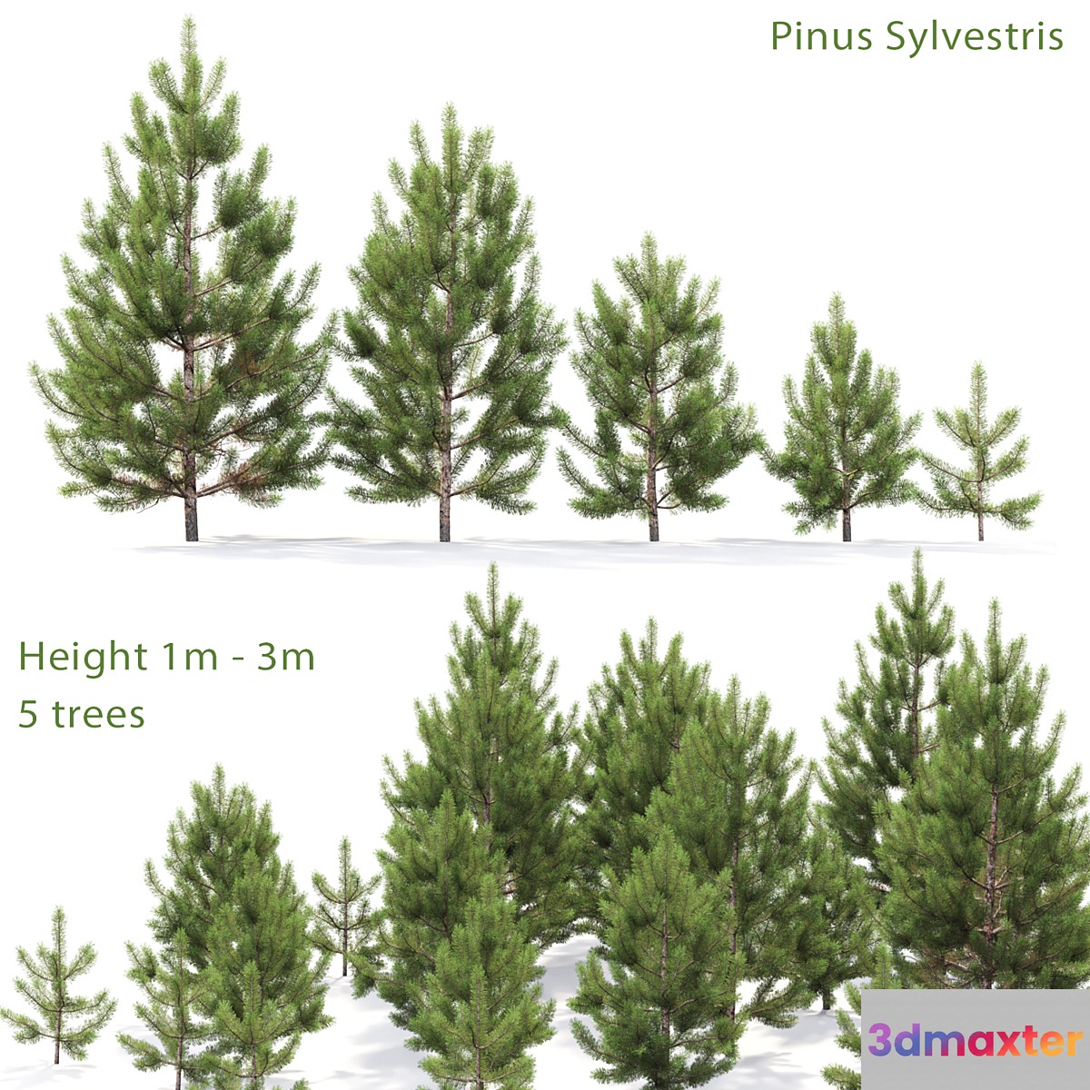 Pine - No.95