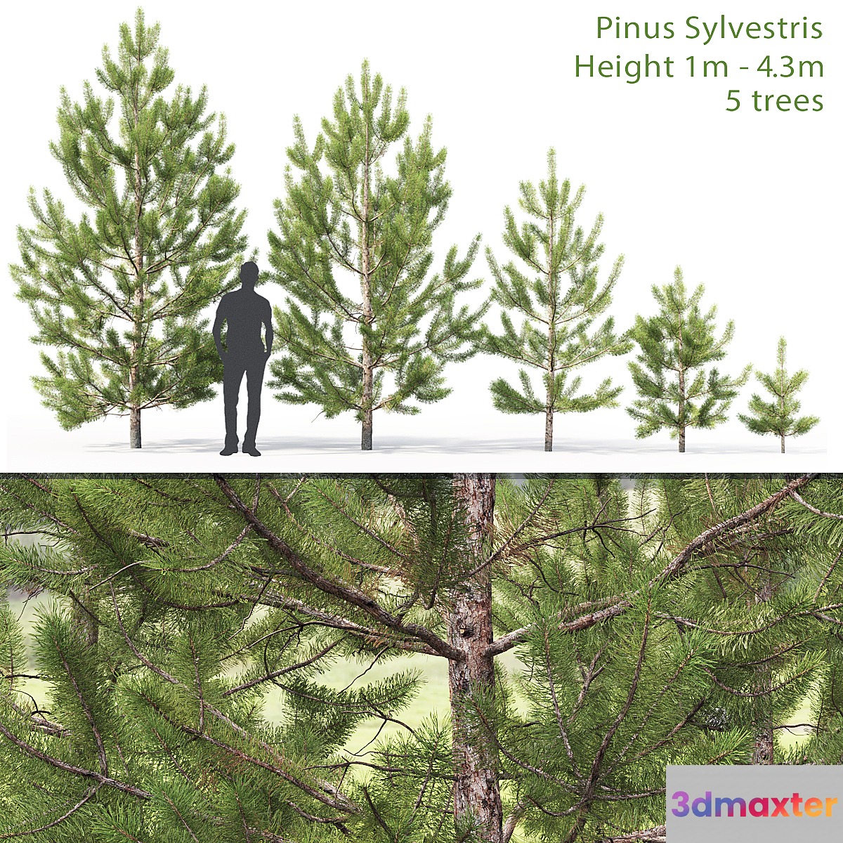 Pinus sylvestris young # 2 (1-4.3m)