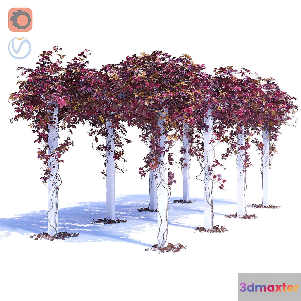 Devinee Grape 3 3D Max