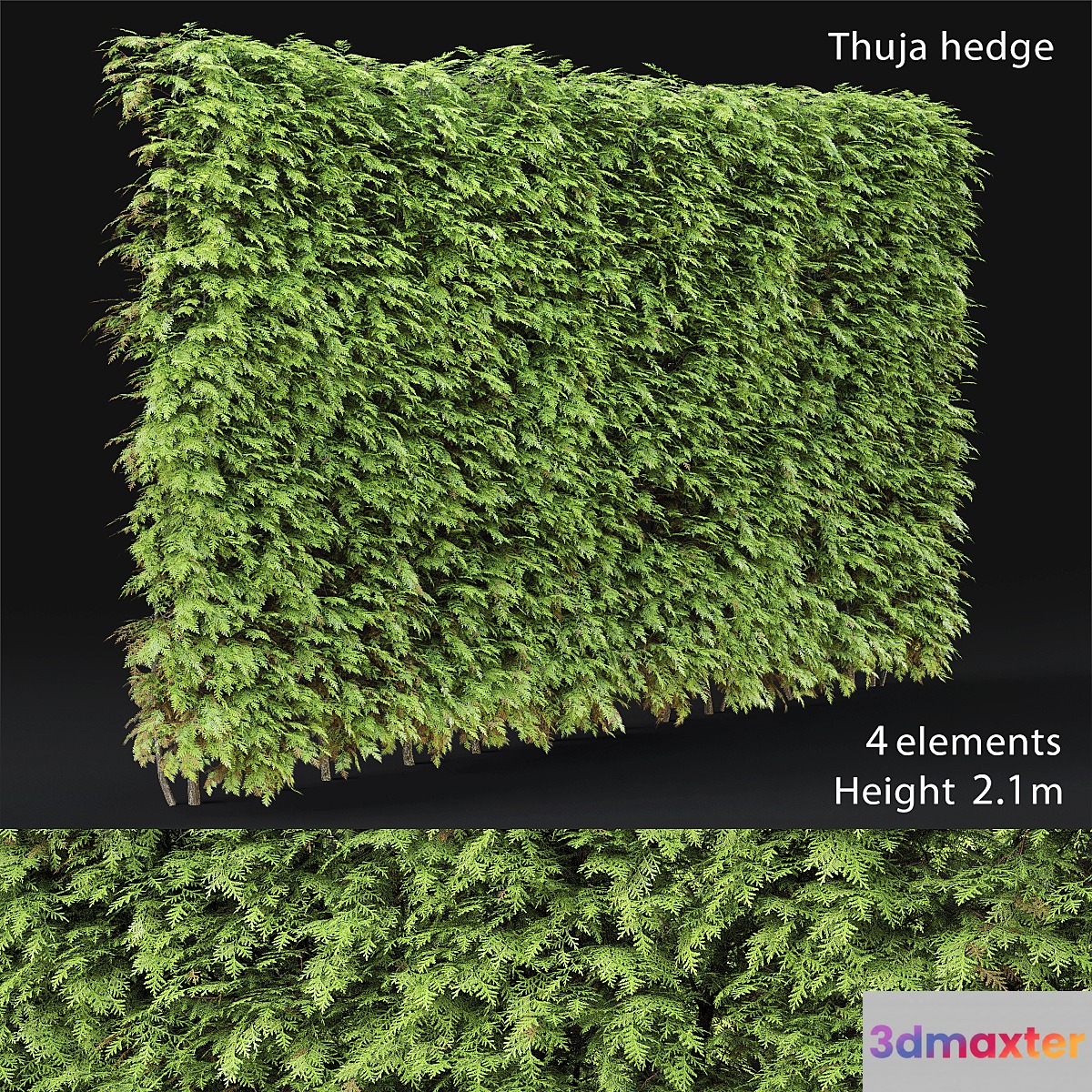 Thuja hedge