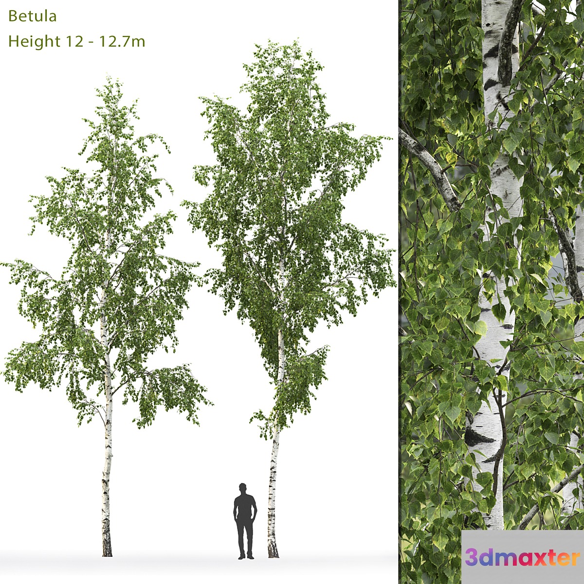 Birch - No.11