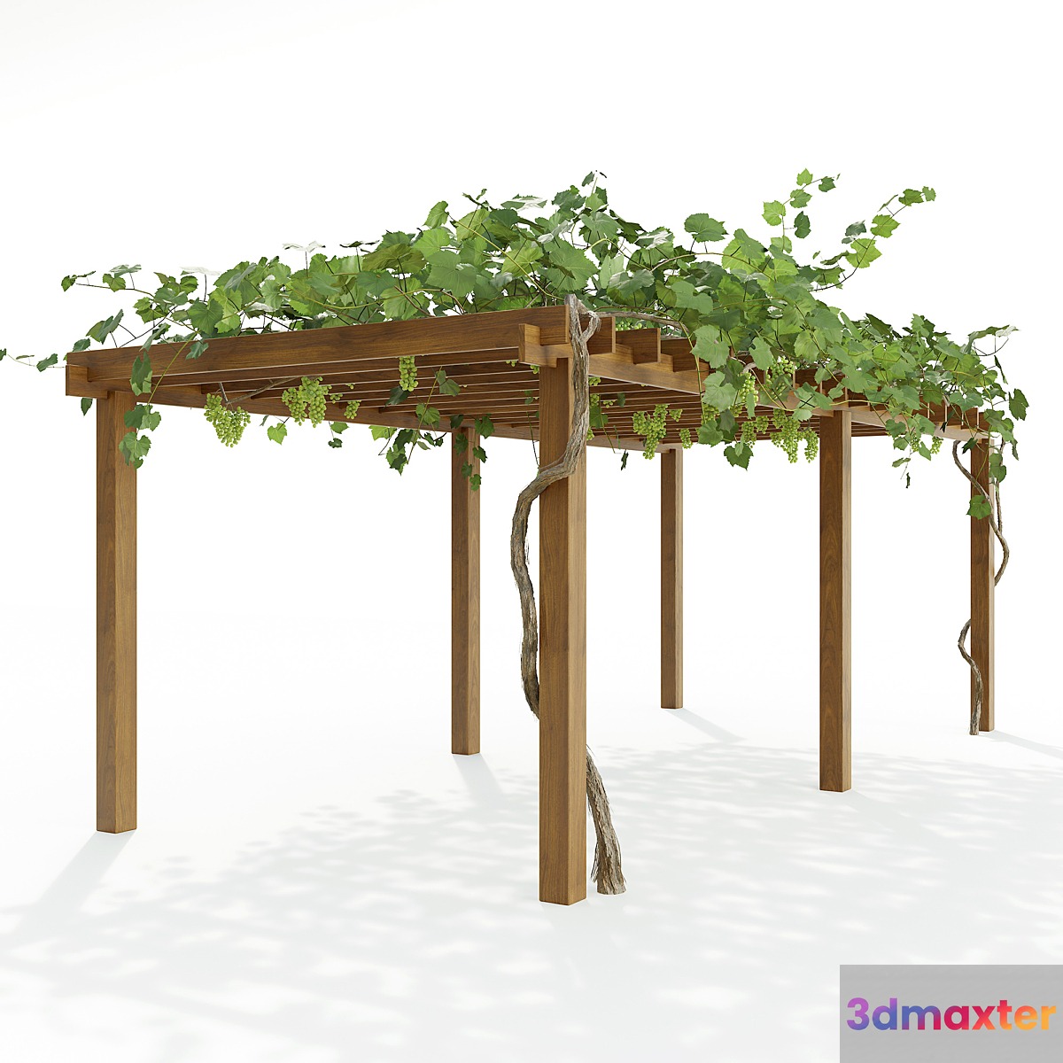 Pergola with grapes - No.2