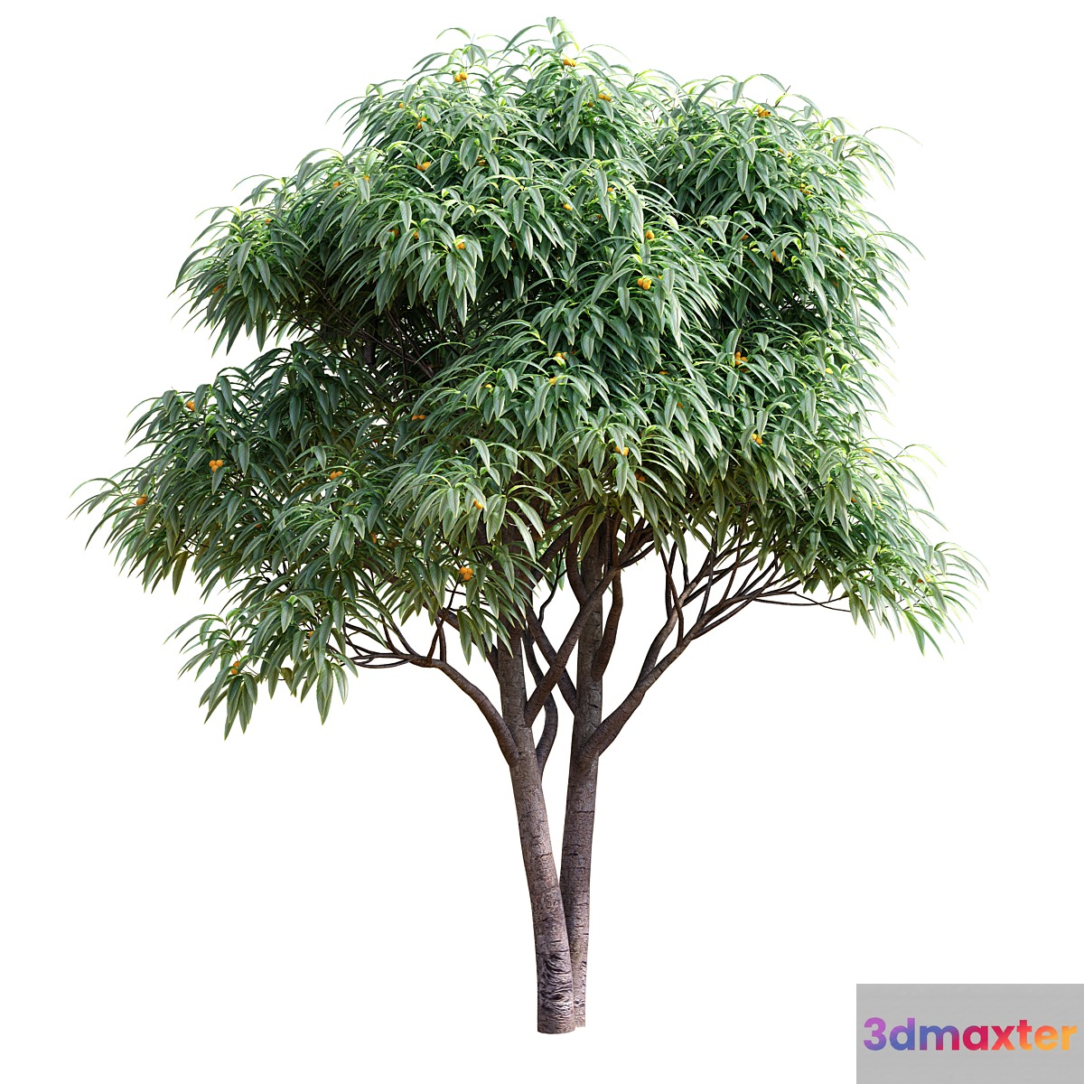 Deciduous tree with fruit - Medlar 3D Max