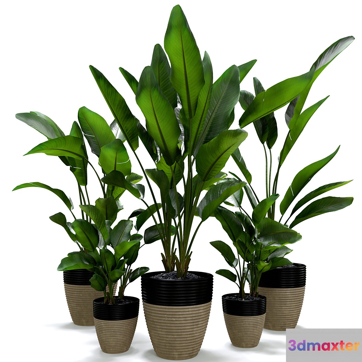 Strelitzia Nicolai Plant Set 3D Max