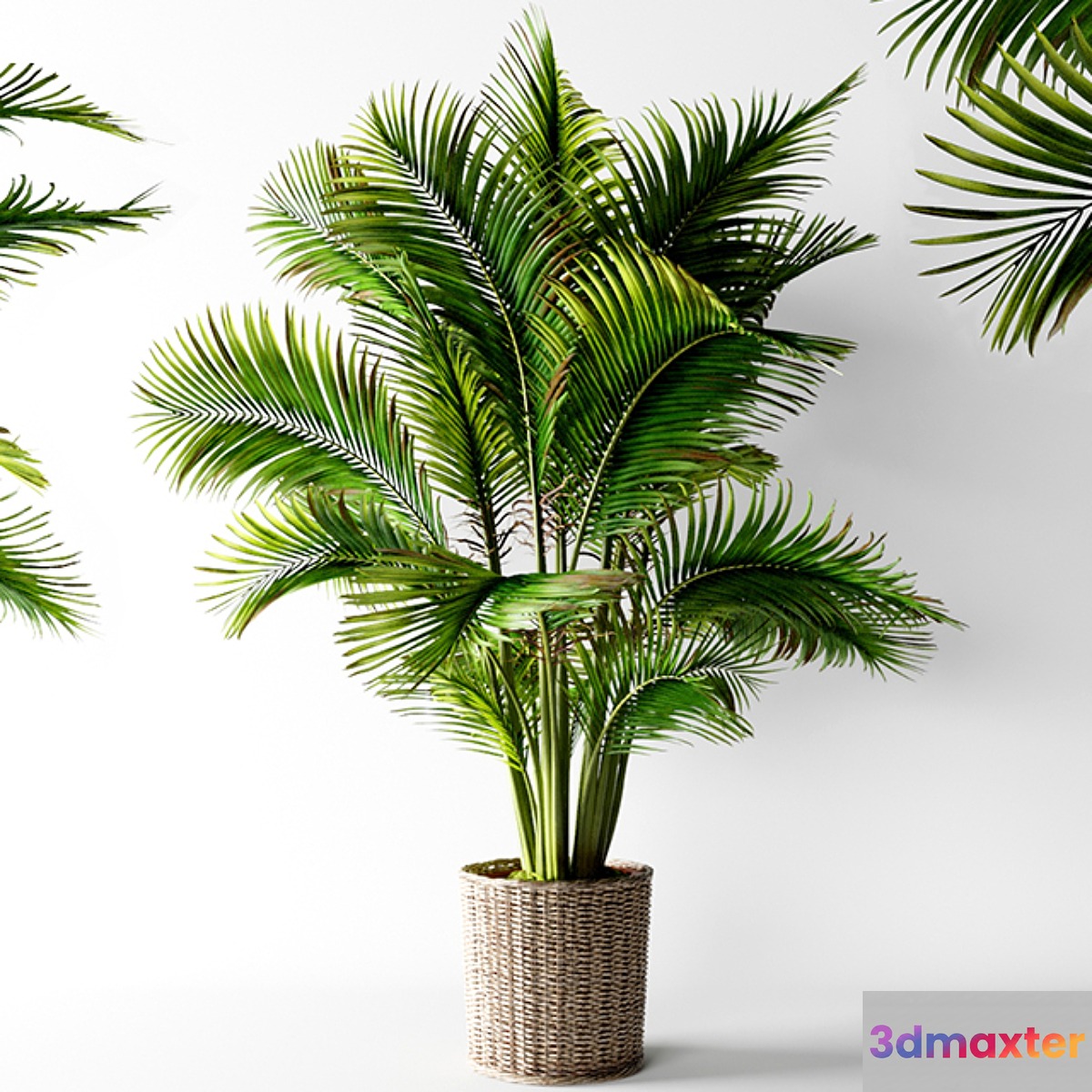 Palm areca - No.3