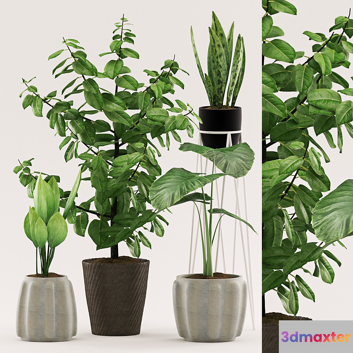 Plants 109 - No.6