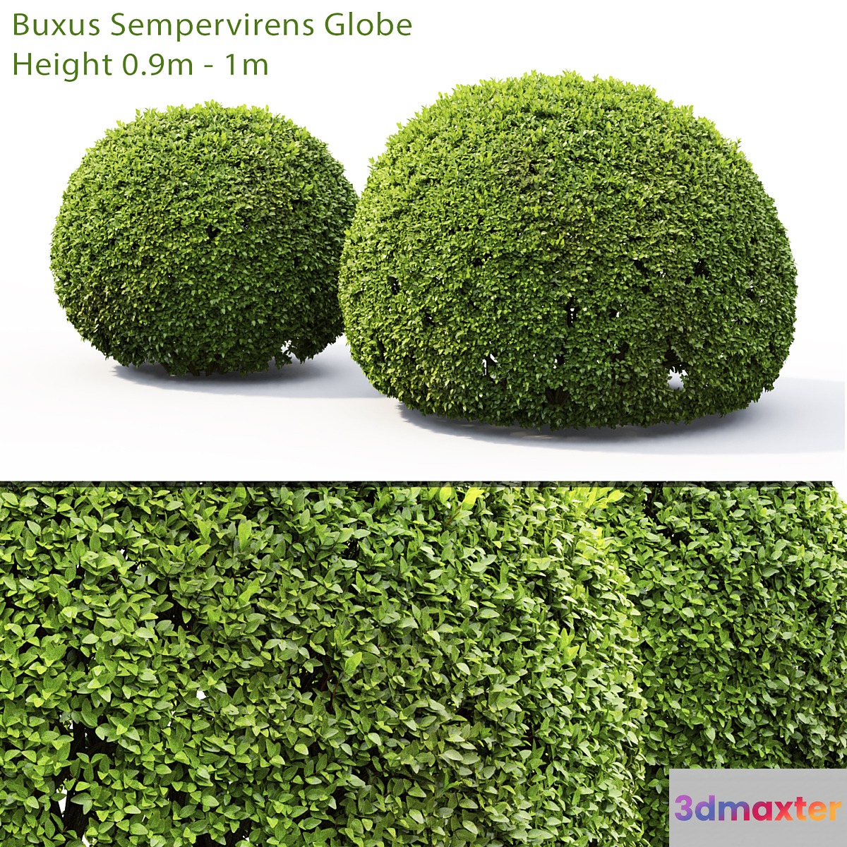Buxus - No.11