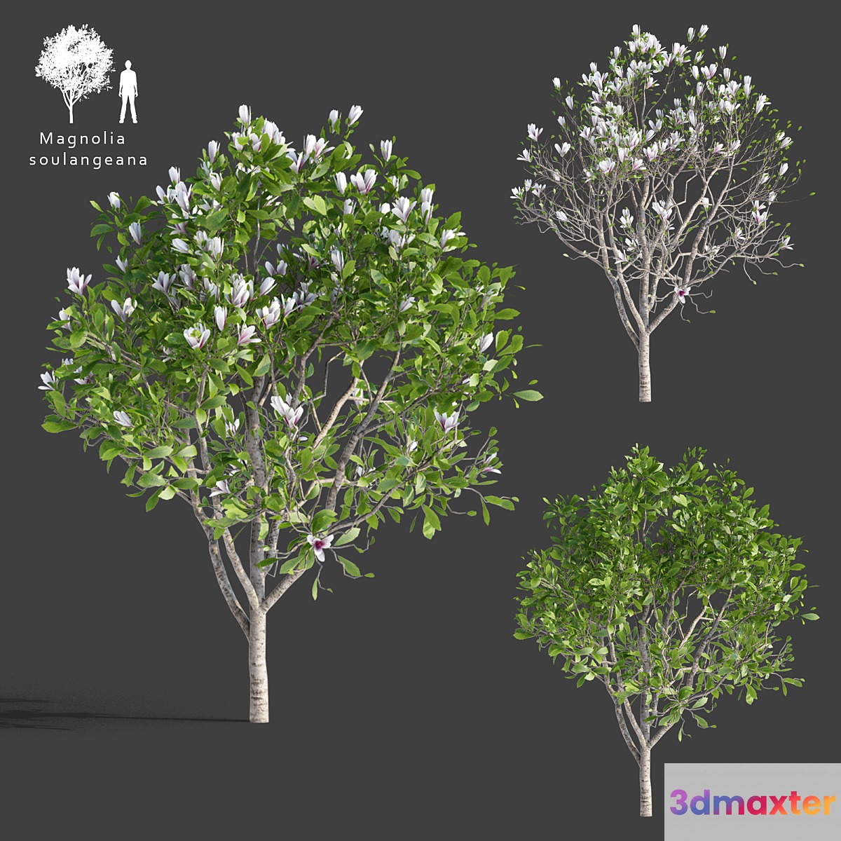 Magnolia Sulange | Magnolia x soulangeana