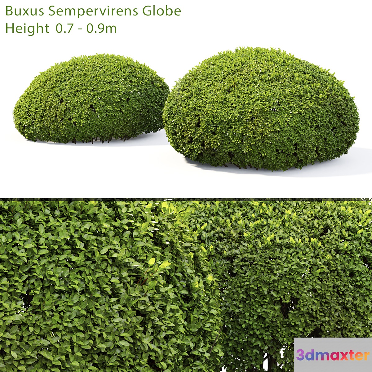 Buxus 3D Max